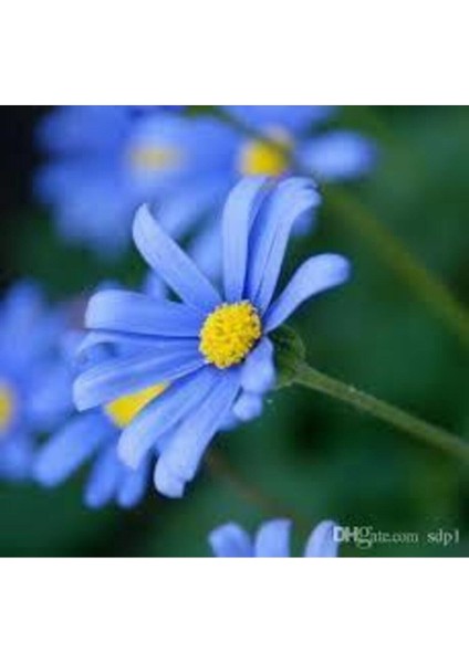 10 Adet Nadir Bulunan Mavi Papatya Çiçeği Tohumu Saksı Toprak Hediyemizdir Kalite