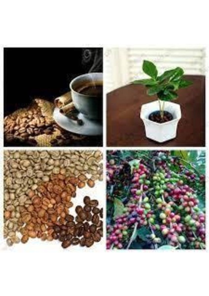 5 Adet Tohum Nadir Bonsai Bulunan Kahve Ağacı Tohumu Kahve Tohumu Saksı Toprak Hediye fiyatları