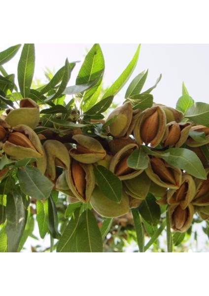 2 Adet Tohum Nadir Organik Badem Ağacı Ağaç Tohumu Kaliteli Taze Tohum Hediye Tohumlu