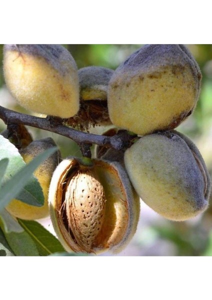 2 Adet Tohum Nadir Organik Badem Ağacı Ağaç Tohumu Kaliteli Taze Tohum Hediye Tohumlu fiyatları