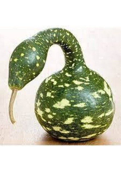 20 Adet Tohum Nadir Bulunan Kuğu Su Kabağı Tohumu Kuğu Kabak Tohumu Sürpriz Hediye Tohumludur