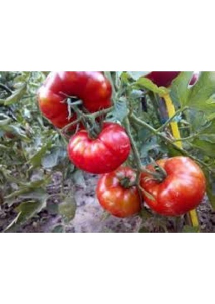 50 Adet Tohum Orjinal Köy Domatesi Tohumu Yerli Tabak Köy Domates Tohumu