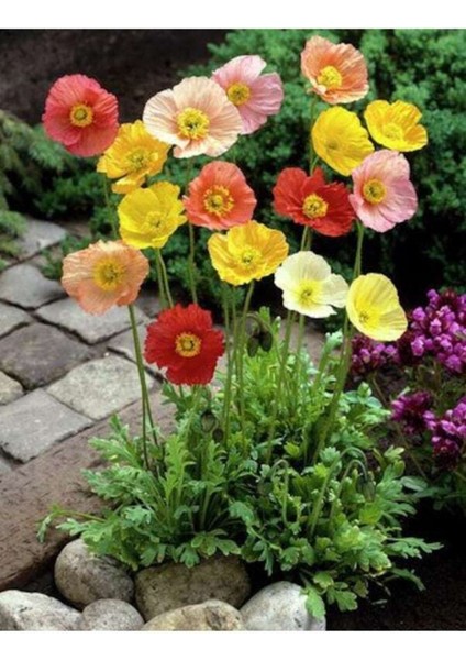 100 Adet Tohum Nadir Karışık Gelincik Çiçeği Tohumu Gelincik Çiçek Tohum Saksı Toprak Hediye