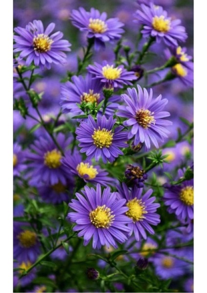 20 Adet Tohum Nadir Mor Saksılık Papatya Tohum Saksı Toprak Hediye Tohumludur