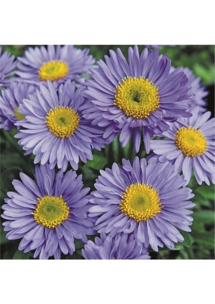 20 Adet Tohum Nadir Mor Saksılık Papatya Tohum Saksı Toprak Hediye Tohumludur fiyatları