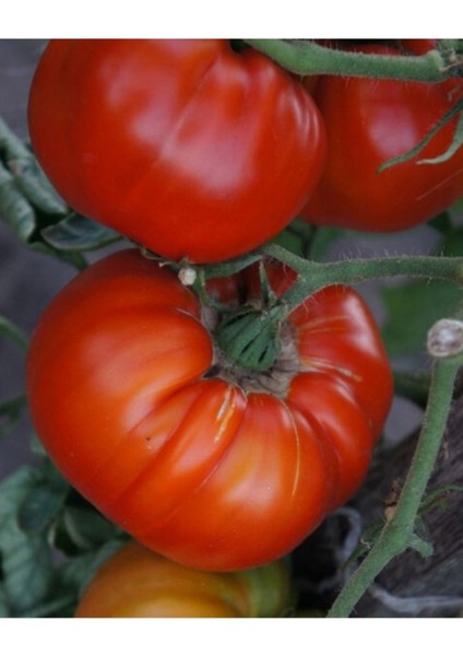 20 Adet Tohum Organik Oturak Kırmızı Oturak Ankara Ayaş Köy Domatesi Domates Tohumu Hediye Tohum