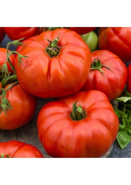 20 Adet Tohum Organik Oturak Kırmızı Oturak Ankara Ayaş Köy Domatesi Domates Tohumu Hediye Tohum fiyatları