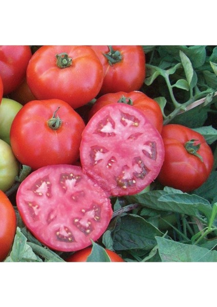 20 Adet Tohum Organik Oturak Kırmızı Oturak Ankara Ayaş Köy Domatesi Domates Tohumu Hediye Tohum modelleri