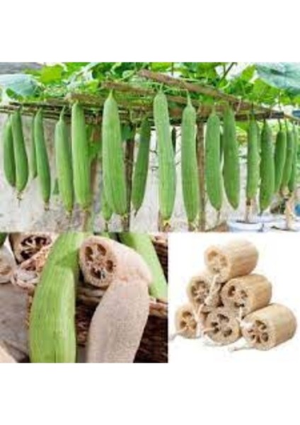 250 Adet Tohum Organik Hatay Lif Kabak Tohumu Hediye Tohumlu fiyatları