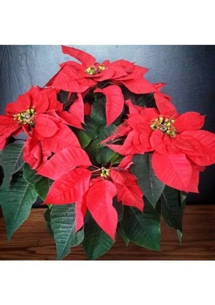 Atatürk Çiçeği Tohumu Ekim Seti 10 Adet Tohum Saksı Toprak fiyatları