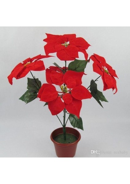 Atatürk Çiçeği Tohumu Ekim Seti 10 Adet Tohum Saksı Toprak modelleri