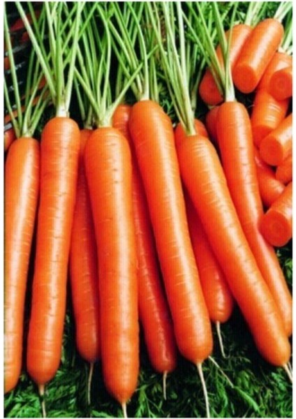 150 Adet Tohum Havuç Etli Erkenci Ankara Kum Havuç Nantes Havuç Tohumu Saksı Toprak Hediyemiz
