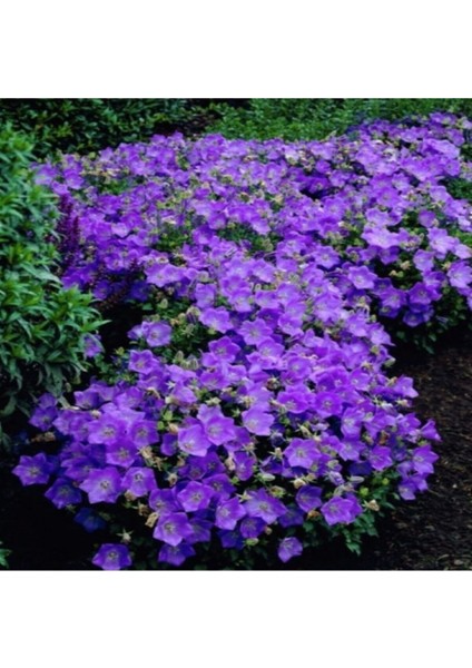 Mor Renkli Çan Sarmaşığı Tohumu 5 Tohum Ekim Seti