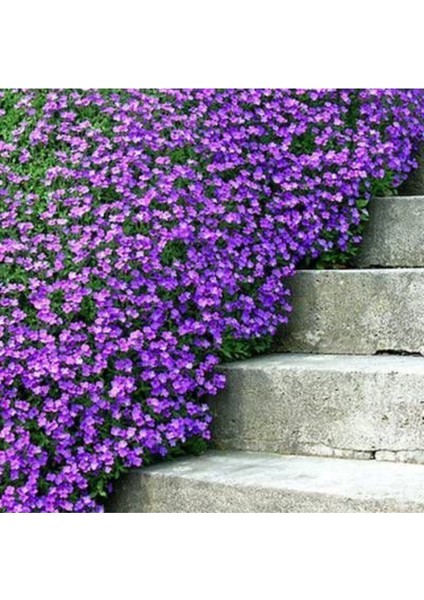 Mor Renkli Çan Sarmaşığı Tohumu 5 Tohum Ekim Seti fiyatları