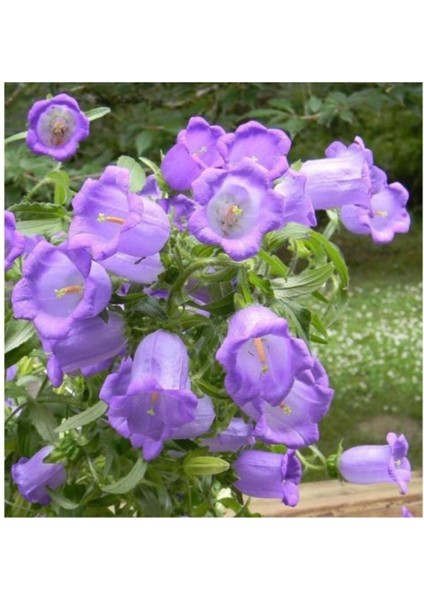 Mor Renkli Çan Sarmaşığı Tohumu 5 Tohum Ekim Seti modelleri