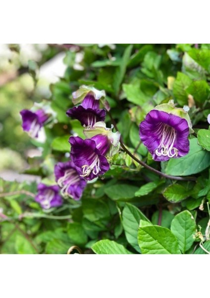 Mor Renkli Çan Sarmaşığı Tohumu 5 Tohum Ekim Seti fırsatları