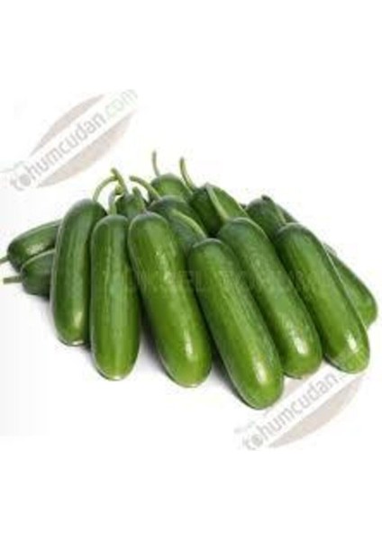 20 Adet Tohum Badem Salatalık Köy Salatalığı Tohumu Yerli Tohum Bol Verimli Sürpriz Hediye Tohum fiyatları