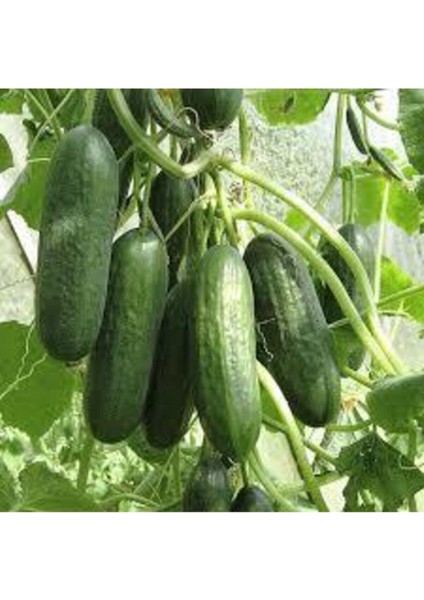 20 Adet Tohum Badem Salatalık Köy Salatalığı Tohumu Yerli Tohum Bol Verimli Sürpriz Hediye Tohum modelleri