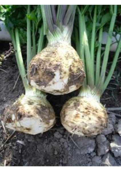 100 Adet Tohum Organik Bahçe Beyaz Kereviz Tohumu Taze Kereviz Hediye Tohumlu