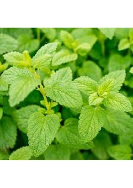 50 Adet Tohum Organik Hobi Melisa Oğulotu Balkon Bitki Tohumu Saksı Toprak