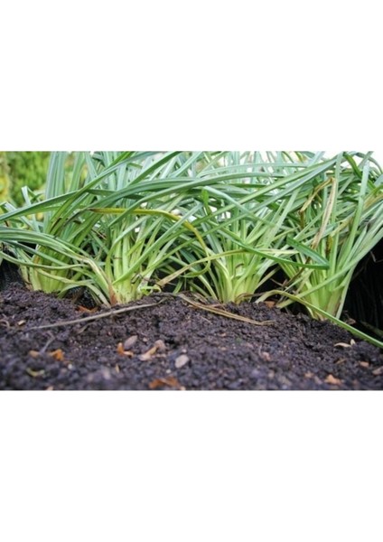 50 Adet Tohum Nadir Yeşil Yemlik Otu Tohumu Organik Ata Tohum Yemlik Ot Tohum Hediye Tohumlu