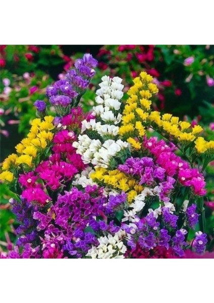 Karaşık Renkli Deniz Lavantası Çiçeği Tohumu 10 Adet Tohum