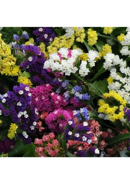 Karaşık Renkli Deniz Lavantası Çiçeği Tohumu 10 Adet Tohum fiyatları