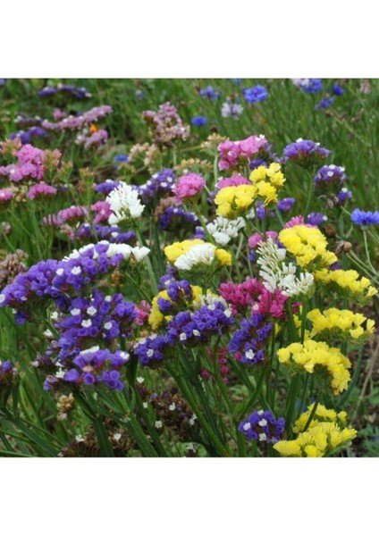 Karaşık Renkli Deniz Lavantası Çiçeği Tohumu 10 Adet Tohum fırsatları