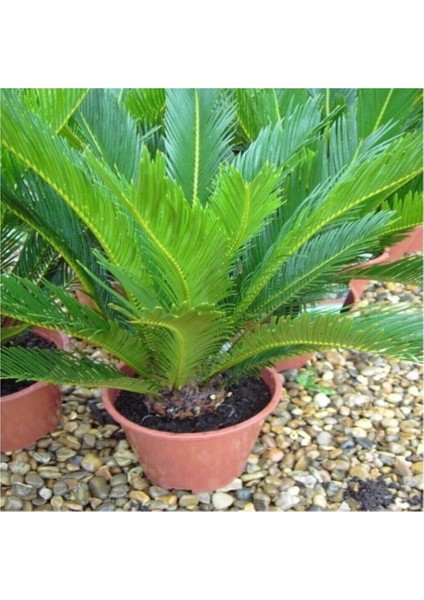 2 Adet Tohum Nadir Bulunan Skas Palmiye Ağacı Tohumu Sikas Ağacı Tohumu Cycas Japon Palmiye Ağacı fırsatları