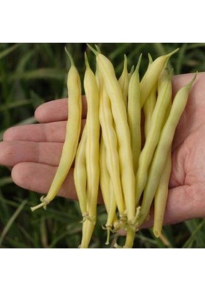 20 Adet Tohum Nadir Sarı Hanımeli Fasülye Tohumu Hanımeli Fasulye Hediye Tohumludur