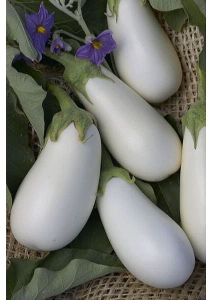 25 Adet Tohum Organik Taze Beyaz Patlıcan Tohumu Ithal Saksılık Hobi Bahçe Tohum Saksı Toprak Hediye