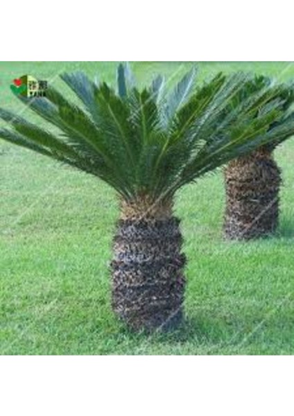 4 Adet Tohum Nadir Bulunan Skas Cykas Palmiye Tohumu Yeni Hasat V