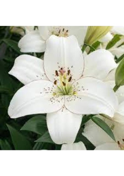 10 Adet Tohum Nadir Japon Zambak Çiçeği Çiçek Tohumu Organik Hasat Taze Tohumlar Hediye Tohum