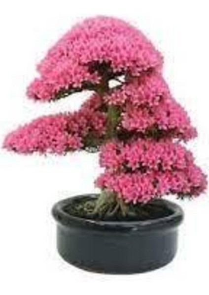 20 Adet Tohum Bodur Pembe Erguvan Bonzai Ağac Ekim Seti Saksı Toprak Sürpriz Hediye Bonsai Tohumu