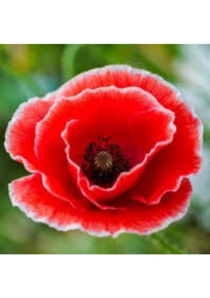 200 Adet Tohum Kırmızı Kır Gelincik Çiçeği Tohumu Sürpriz Saksı Toprak Hediye Bonsai Ağacı Tohumu