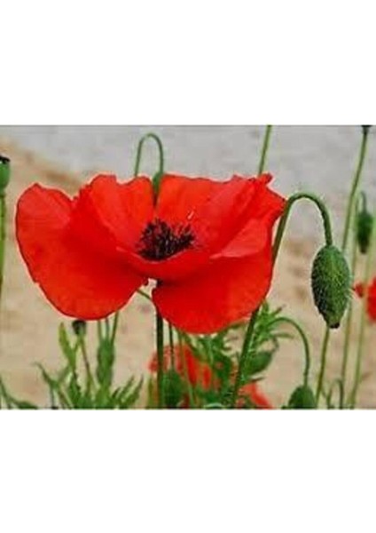 200 Adet Tohum Kırmızı Kır Gelincik Çiçeği Tohumu Sürpriz Saksı Toprak Hediye Bonsai Ağacı Tohumu fiyatları