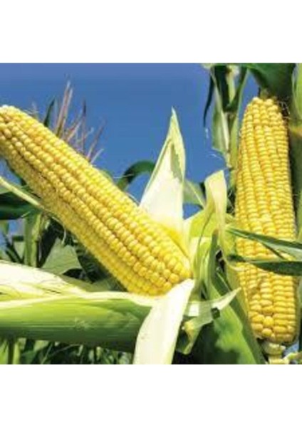 150 Adet Yeni Sezon Organik Tohum Haşlamalık Süt Mısır Tohumu Darı Tohumu