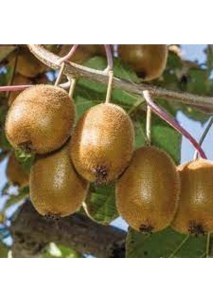 25 Adet Tohum Nadir Kivi Ağacı Tohumu Kaliteli Taze Tohum Saksı Toprak Hediyeli