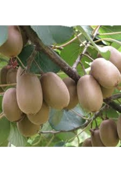 25 Adet Tohum Nadir Kivi Ağacı Tohumu Kaliteli Taze Tohum Saksı Toprak Hediyeli fiyatları