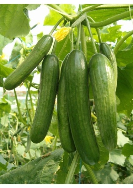 50 Adet Tohum Taze Köy Sırık Salatalık Tohumu Hobi Bahçe Tohumları Sırık Hıyar Tohumları