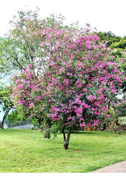 Orkide Ağacı Tohumu Pembe Orkide Ağacı Tohumu 5 Adet Tohum modelleri