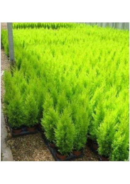 Limon Servi Ağacı Tohumu 20 Adet Tohum fiyatları