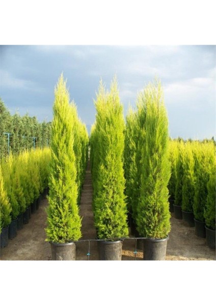 Limon Servi Ağacı Tohumu 20 Adet Tohum modelleri