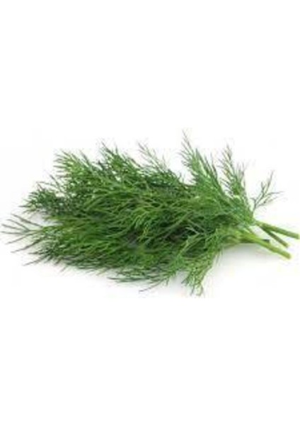 75 Adet Tohum Sebze Dere Otu Tohum Sürpriz Hediye Tohum Yeşil Dere Otu fiyatları