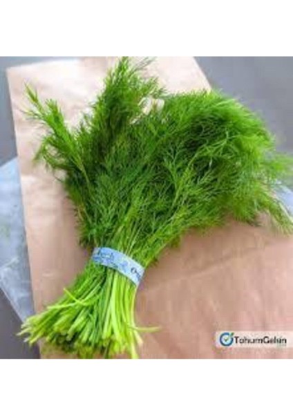 75 Adet Tohum Sebze Dere Otu Tohum Sürpriz Hediye Tohum Yeşil Dere Otu modelleri