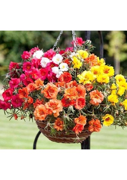 Ipek Çiçeği Tohumu Duble Katlı - Karışık Renkli (25 Tohum) indirimleri