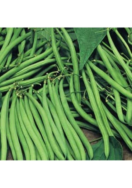 Eymen Oturak Erkenci Fasulye Tohumu Eymen Fasulye Tohumu 20 Adet Tohum