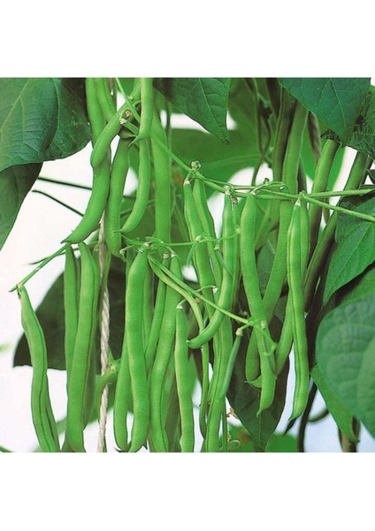 Eymen Oturak Erkenci Fasulye Tohumu Eymen Fasulye Tohumu 20 Adet Tohum fiyatları