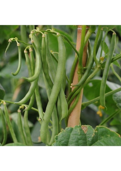 Eymen Oturak Erkenci Fasulye Tohumu Eymen Fasulye Tohumu 20 Adet Tohum fırsatları