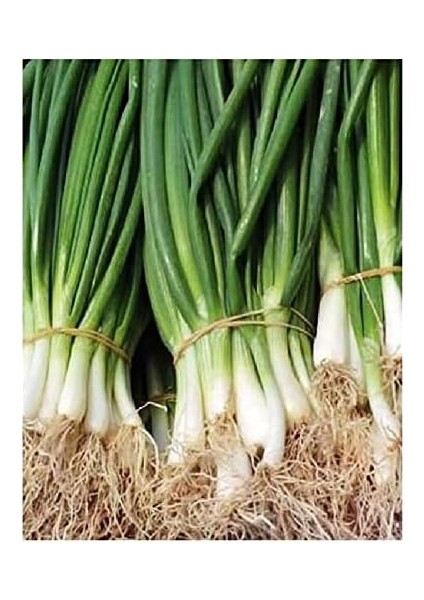 Tarım Ata Tohumu Yerli Yeşillik Sebzeler 6000 Adet Tohum Ekonomik Paket fiyatları